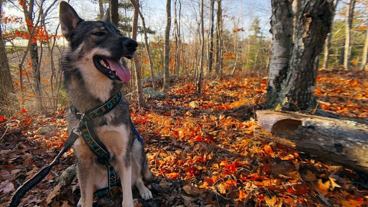 Tamaskan Dog on a dog training hike in Dartmouth MA woods