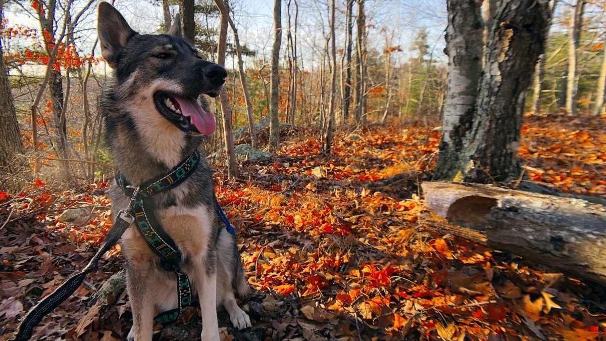 Tamaskan Dog on a dog training hike in Wesport Massachusetts and Dartmouth MA woods