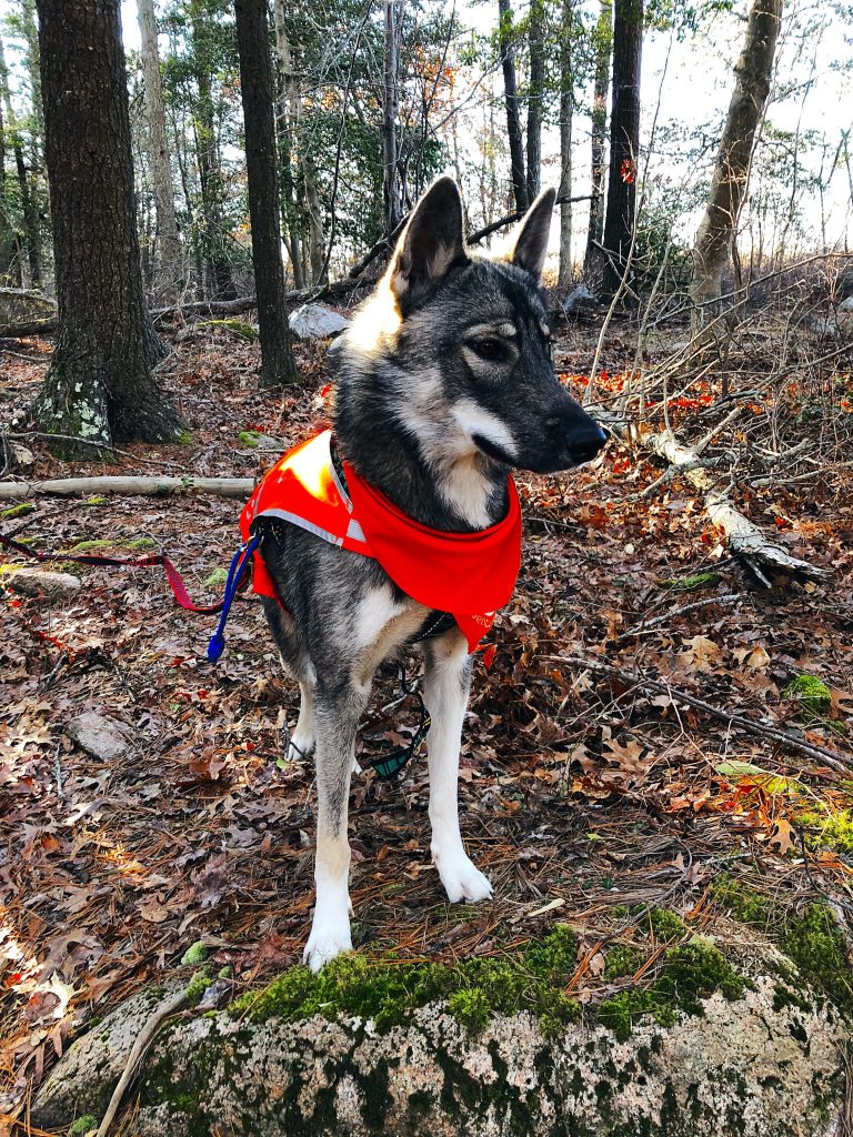 Tamaskan Dog Zip hiking in Fall River, MA