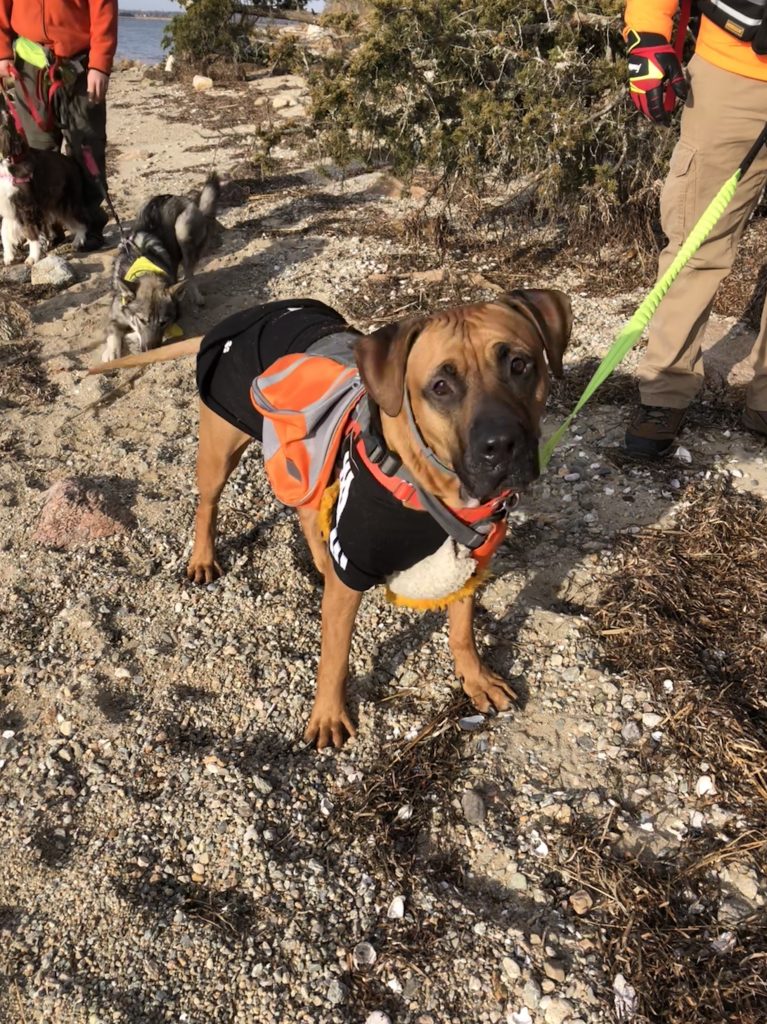 Pit bull Charlie on a hiking adventure for dogs
