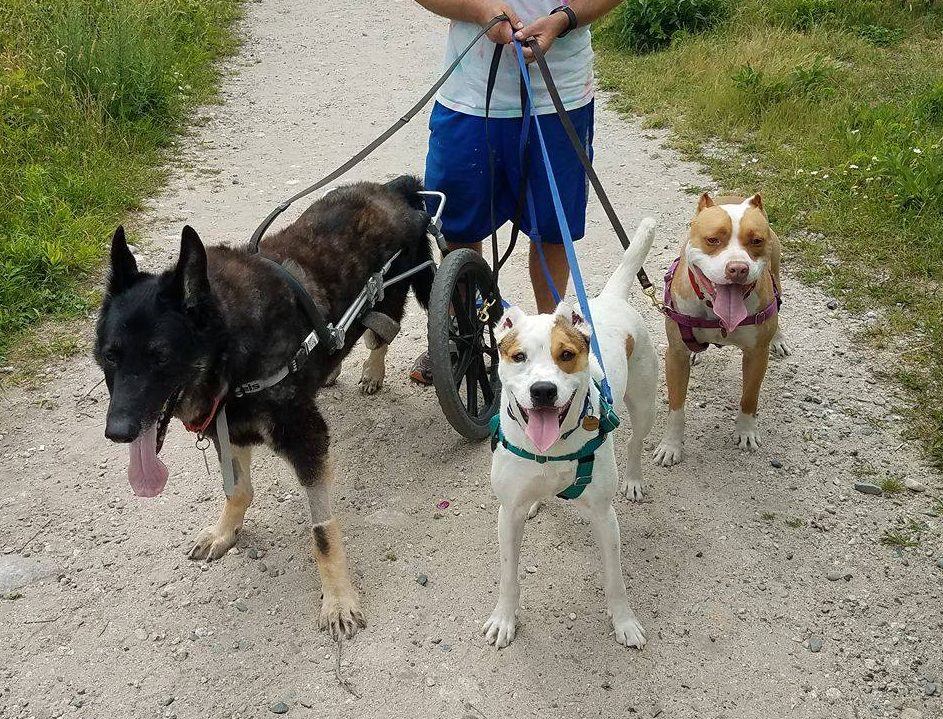 Hiking with dogs